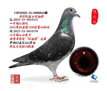 典藏:吴淞跃龙·一号雄直子&直女近亲