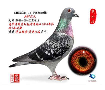 典藏:坏翅膀近亲种雌