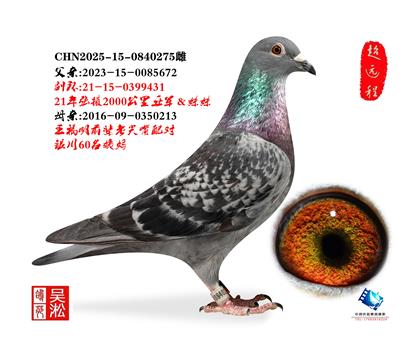 吴淞小尖嘴·张掖亚军直子组合