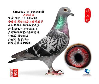 吴淞圆头·天水86名同父异母