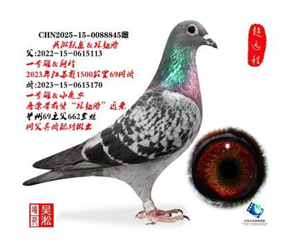 吴淞跃龙·一号雄直子&直女