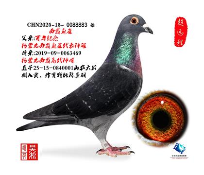 西翁麻雀·山农大获奖鸽同母