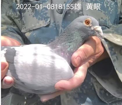 北京刘庆彬:金环波西瓦暂停号X柯克雌直孙