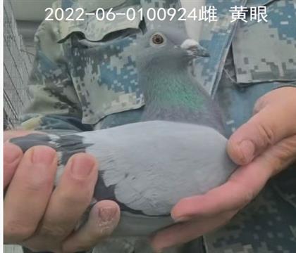 富兴隆: 爱亚卡普鸽王4位全平辈