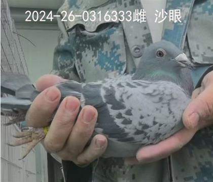 西安威力种鸽333