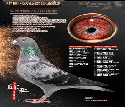 詹森超级配对555X詹森914直孙女625