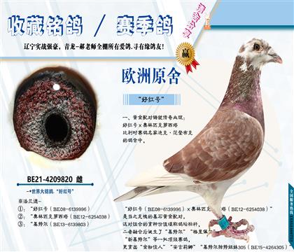 <众城公棚冠军之母>大铭鸽“好红号”