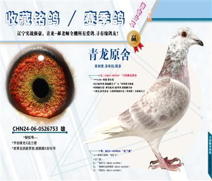 <青龙原舍>新罗西.独眼雌X好红号