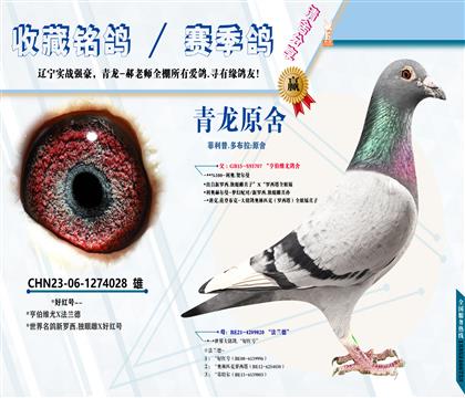 <青龙原舍>新罗西.独眼雌X好红号