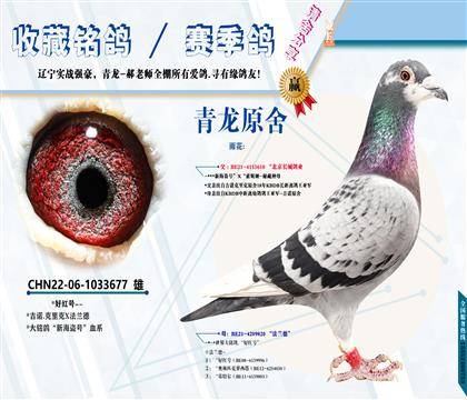 <青龙原舍>吉诺.克里克X好红号