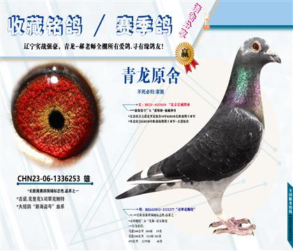 <众城公棚冠军之父>不死必归家族