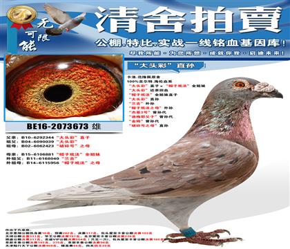 超级种雄!吉尔特.海伦血系 “大头彩”直子ד帽子戏法