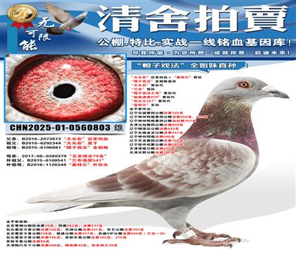 “帽子戏法”全姐妹直孙 “大头彩”曾孙代 “兰吉”曾孙 “帽