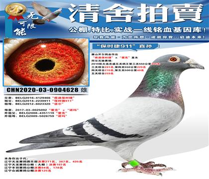 唐山开尔鸽业“保时捷911”直孙“疾速保时捷”ⅹ“爱克”直女