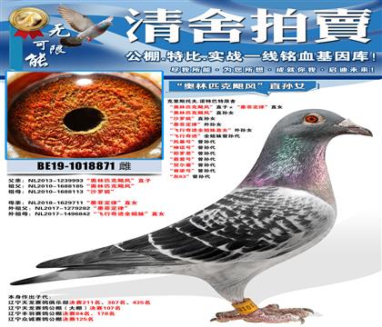 诺特巴特原舍 “奥林匹克飓风”直子ד墨菲定律”直女 “奥林