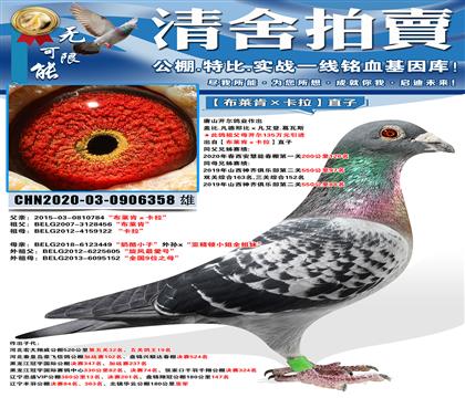 唐山开尔鸽业出自“布莱肯×卡拉”直子 同父兄姊赛绩: 202