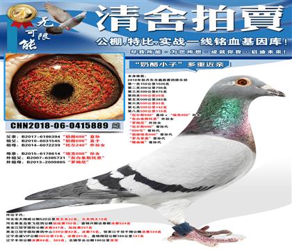 “500公里20名”“尼尔斯698”直孙ד瑞克098”孙女