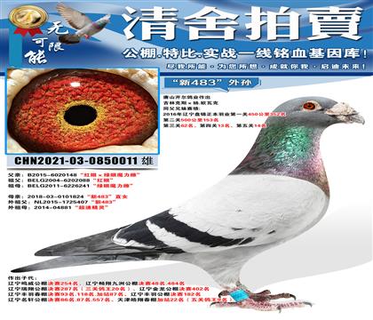 唐山开尔鸽业“新483”外孙“红眼”直子ד新483”直女