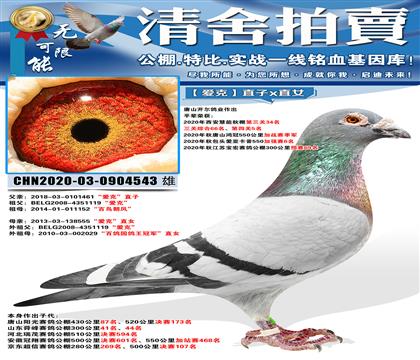 唐山开尔鸽业“爱克”直子x直女近亲作育