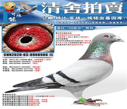 唐山开尔鸽业 “闪电将军ⅹ宝拉”直子x“蒂芬妮”