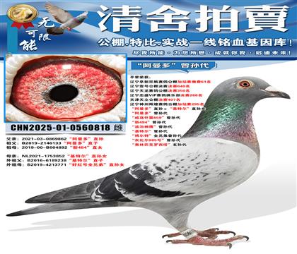 “阿曼多”直孙ד基特尔”直孙女 “阿曼多”曾孙代 “威寇仟