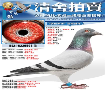 狄布寇斯兄弟原舍 “涡轮罗西”直子ד涡轮罗西”直女 “涡轮