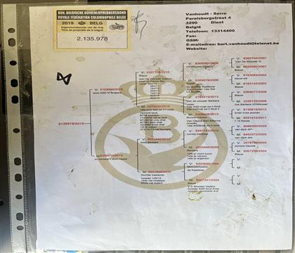 原版血统书随鸽发送