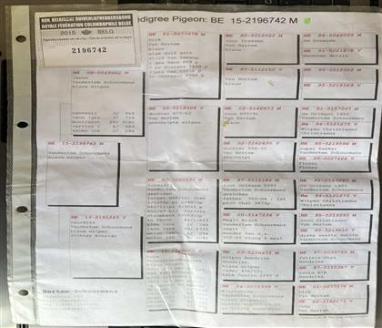 原版血统书随鸽发送
