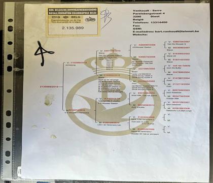 原版血统书随鸽发送