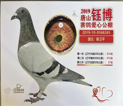 获奖照片随鸽发送