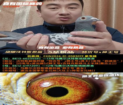 《马赛尔原舍子代》特优号x狮王号