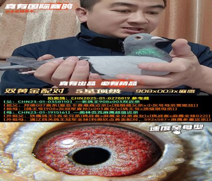 《双黄金配对》908x003x麻鹰