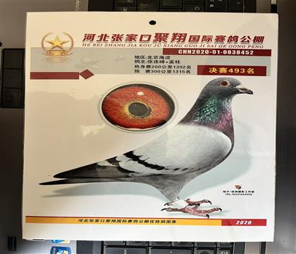 获奖照片随鸽发送