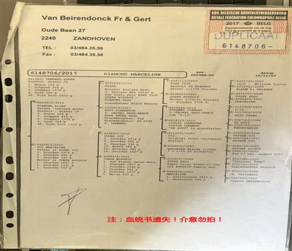 血统书遗失!介意勿拍!