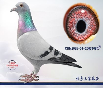 7.利奥x奶酪x超霸q.2003108