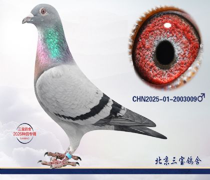 10.利奥x超霸q.2003009