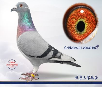 9.奶酪小子近血q.2003019