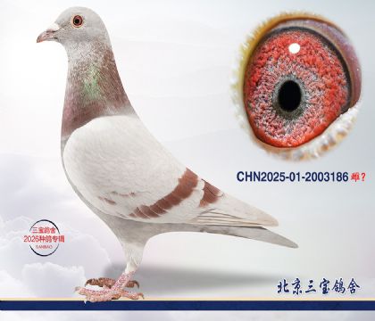 15.超霸近血q.2003186