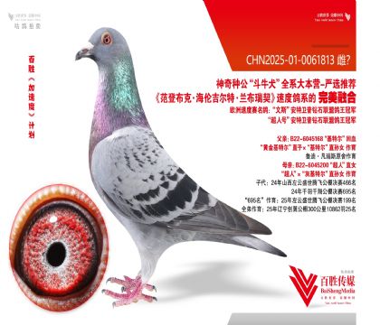 基特尔 超人 平辈多羽获奖-0061813