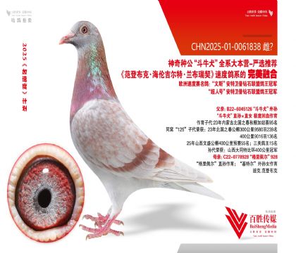 斗牛犬 格里佩尔 平辈多羽获奖-0061838