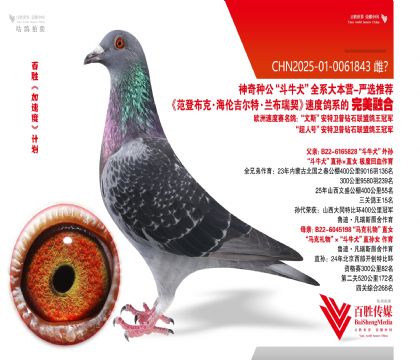 斗牛犬 基特尔 平辈多羽获奖-0061843