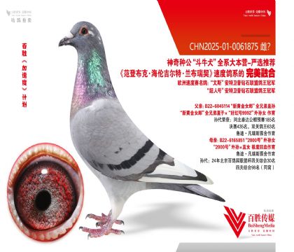 范登布克 2000号 平辈作育多羽获奖-0061875