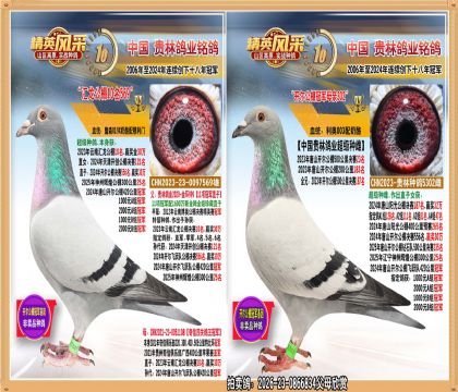 唐山开尔公棚冠军全妹.平辈获冠亚军多羽