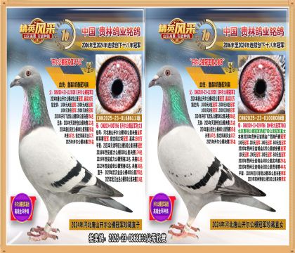 唐山开尔公棚冠军直子配开尔公棚冠军直女近亲种雌