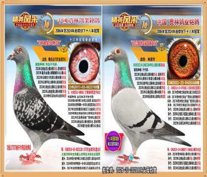 黄金配对直女.平辈公棚季军.35名.155名242名247名