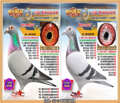 基特尔直孙配基特尔孙女近亲. 6545羽亚军直子