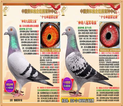 神奇九冠军全妹.北京惠翔公棚冠军弟配700公里冠军直女