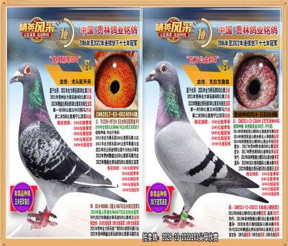 500公里双关鸽王亚军.通炮冠军同父母全妹