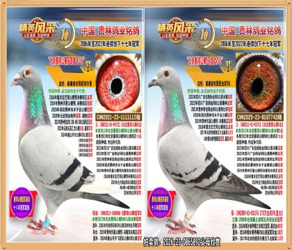 北京惠翔公棚冠军直子配惠翔公棚5名直女.平辈天喜公棚冠军