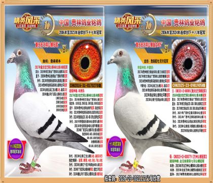 重庆宏艺翔公棚冠军直女.此鸽集三羽公棚冠军基因一体